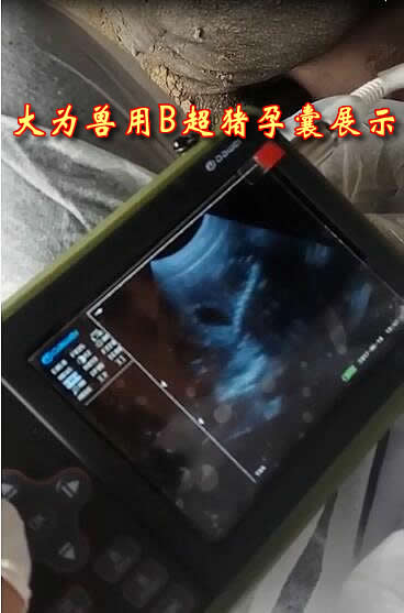 獸用B超機(jī),獸用b超,獸用孕檢B超,豬用B超機(jī),林下養(yǎng)豬